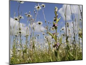 Bee Orchid (Ophrys Apifera) in Meadow and Ox-Eye Daisies (Leucanthemum Vulgare), Wiltshire, England-Nick Upton-Mounted Photographic Print