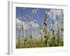 Bee Orchid (Ophrys Apifera) in Meadow and Ox-Eye Daisies (Leucanthemum Vulgare), Wiltshire, England-Nick Upton-Framed Photographic Print