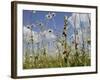 Bee Orchid (Ophrys Apifera) in Meadow and Ox-Eye Daisies (Leucanthemum Vulgare), Wiltshire, England-Nick Upton-Framed Photographic Print