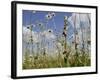 Bee Orchid (Ophrys Apifera) in Meadow and Ox-Eye Daisies (Leucanthemum Vulgare), Wiltshire, England-Nick Upton-Framed Photographic Print