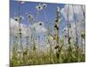 Bee Orchid (Ophrys Apifera) in Meadow and Ox-Eye Daisies (Leucanthemum Vulgare), Wiltshire, England-Nick Upton-Mounted Photographic Print