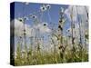 Bee Orchid (Ophrys Apifera) in Meadow and Ox-Eye Daisies (Leucanthemum Vulgare), Wiltshire, England-Nick Upton-Stretched Canvas