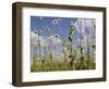 Bee Orchid (Ophrys Apifera) in Meadow and Ox-Eye Daisies (Leucanthemum Vulgare), Wiltshire, England-Nick Upton-Framed Photographic Print