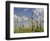 Bee Orchid (Ophrys Apifera) in Meadow and Ox-Eye Daisies (Leucanthemum Vulgare), Wiltshire, England-Nick Upton-Framed Photographic Print