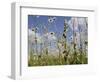 Bee Orchid (Ophrys Apifera) in Meadow and Ox-Eye Daisies (Leucanthemum Vulgare), Wiltshire, England-Nick Upton-Framed Photographic Print