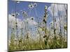 Bee Orchid (Ophrys Apifera) in Meadow and Ox-Eye Daisies (Leucanthemum Vulgare), Wiltshire, England-Nick Upton-Mounted Photographic Print