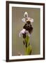 bee orchid, Ophrys apifera-Dietmar Najak-Framed Photographic Print