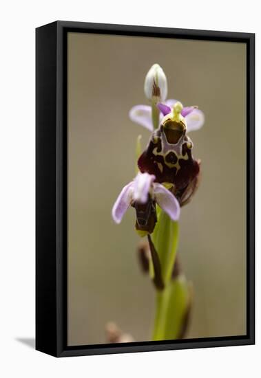bee orchid, Ophrys apifera-Dietmar Najak-Framed Stretched Canvas