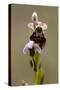 bee orchid, Ophrys apifera-Dietmar Najak-Stretched Canvas