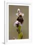 bee orchid, Ophrys apifera-Dietmar Najak-Framed Photographic Print