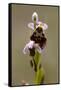 bee orchid, Ophrys apifera-Dietmar Najak-Framed Stretched Canvas