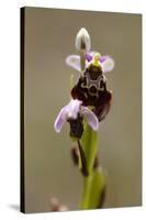 bee orchid, Ophrys apifera-Dietmar Najak-Stretched Canvas