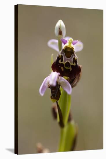 bee orchid, Ophrys apifera-Dietmar Najak-Stretched Canvas