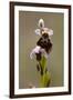 bee orchid, Ophrys apifera-Dietmar Najak-Framed Premium Photographic Print