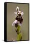 bee orchid, Ophrys apifera-Dietmar Najak-Framed Stretched Canvas