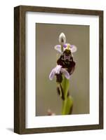 bee orchid, Ophrys apifera-Dietmar Najak-Framed Photographic Print