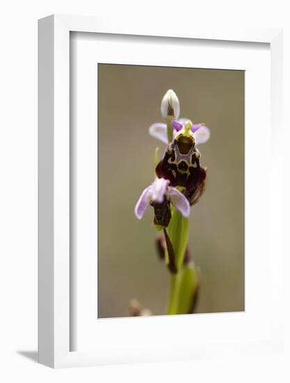 bee orchid, Ophrys apifera-Dietmar Najak-Framed Photographic Print