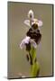 bee orchid, Ophrys apifera-Dietmar Najak-Mounted Photographic Print