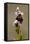 bee orchid, Ophrys apifera-Dietmar Najak-Framed Stretched Canvas