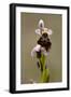 bee orchid, Ophrys apifera-Dietmar Najak-Framed Photographic Print