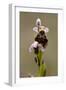 bee orchid, Ophrys apifera-Dietmar Najak-Framed Photographic Print