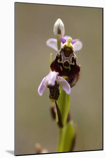 bee orchid, Ophrys apifera-Dietmar Najak-Mounted Photographic Print