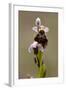 bee orchid, Ophrys apifera-Dietmar Najak-Framed Photographic Print