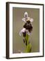 bee orchid, Ophrys apifera-Dietmar Najak-Framed Photographic Print