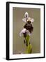 bee orchid, Ophrys apifera-Dietmar Najak-Framed Photographic Print