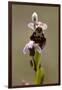 bee orchid, Ophrys apifera-Dietmar Najak-Framed Premium Photographic Print