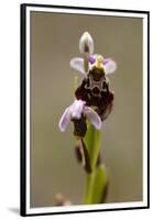 bee orchid, Ophrys apifera-Dietmar Najak-Framed Premium Photographic Print