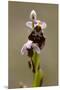 bee orchid, Ophrys apifera-Dietmar Najak-Mounted Premium Photographic Print