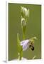 bee orchid, Ophrys apifera-Dietmar Najak-Framed Photographic Print