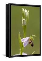 bee orchid, Ophrys apifera-Dietmar Najak-Framed Stretched Canvas