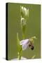 bee orchid, Ophrys apifera-Dietmar Najak-Stretched Canvas