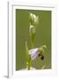 bee orchid, Ophrys apifera-Dietmar Najak-Framed Photographic Print