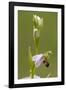 bee orchid, Ophrys apifera-Dietmar Najak-Framed Photographic Print