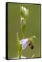 bee orchid, Ophrys apifera-Dietmar Najak-Framed Stretched Canvas