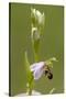 bee orchid, Ophrys apifera-Dietmar Najak-Stretched Canvas