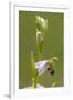 bee orchid, Ophrys apifera-Dietmar Najak-Framed Photographic Print