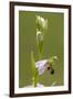 bee orchid, Ophrys apifera-Dietmar Najak-Framed Photographic Print