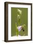 bee orchid, Ophrys apifera-Dietmar Najak-Framed Photographic Print