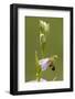 bee orchid, Ophrys apifera-Dietmar Najak-Framed Photographic Print