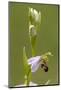 bee orchid, Ophrys apifera-Dietmar Najak-Mounted Photographic Print