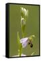 bee orchid, Ophrys apifera-Dietmar Najak-Framed Stretched Canvas