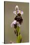 bee orchid, Ophrys apifera-Dietmar Najak-Stretched Canvas