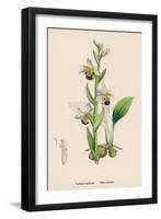 Bee Orchid-null-Framed Art Print