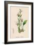 Bee Orchid-null-Framed Art Print