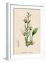 Bee Orchid-null-Framed Art Print