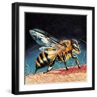 Bee Stinging-English School-Framed Premium Giclee Print